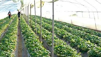 4K草莓草莓园采摘草莓大棚田园大棚栽种视频的预览图